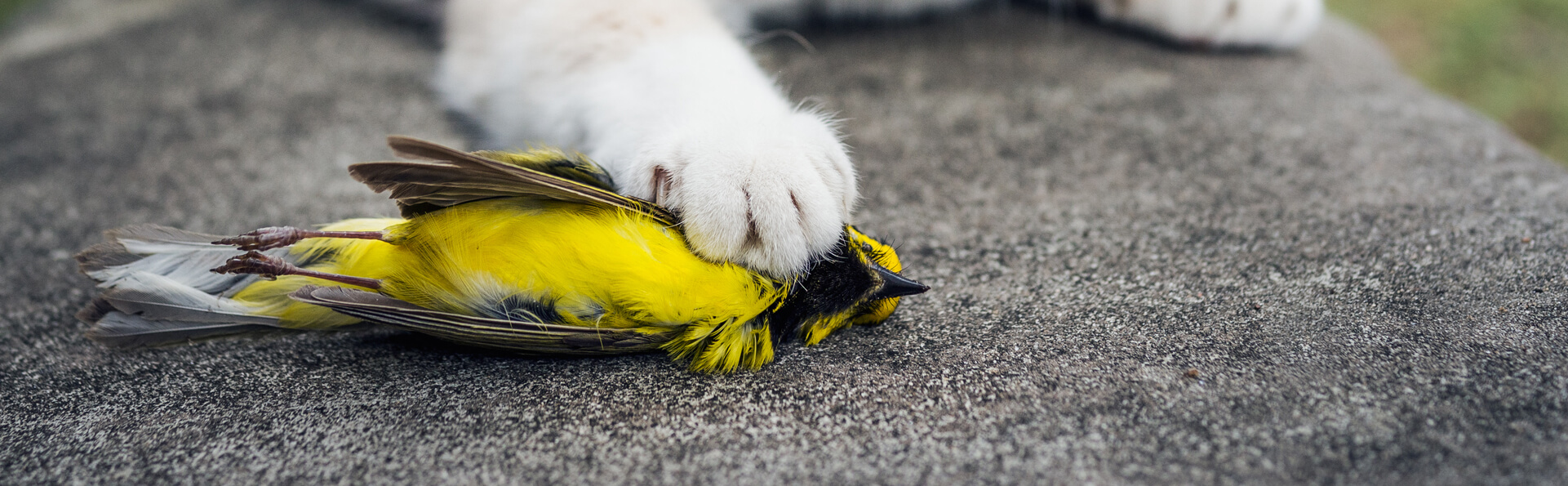 被猫杀死的兜帽莺，林径/Shutterstock