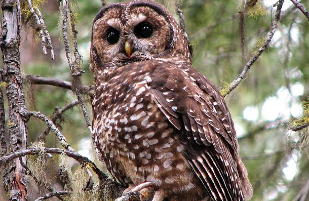 Spotted Owl Facts – Spotted Owl Habitat – What Do Spotted Owls Eat