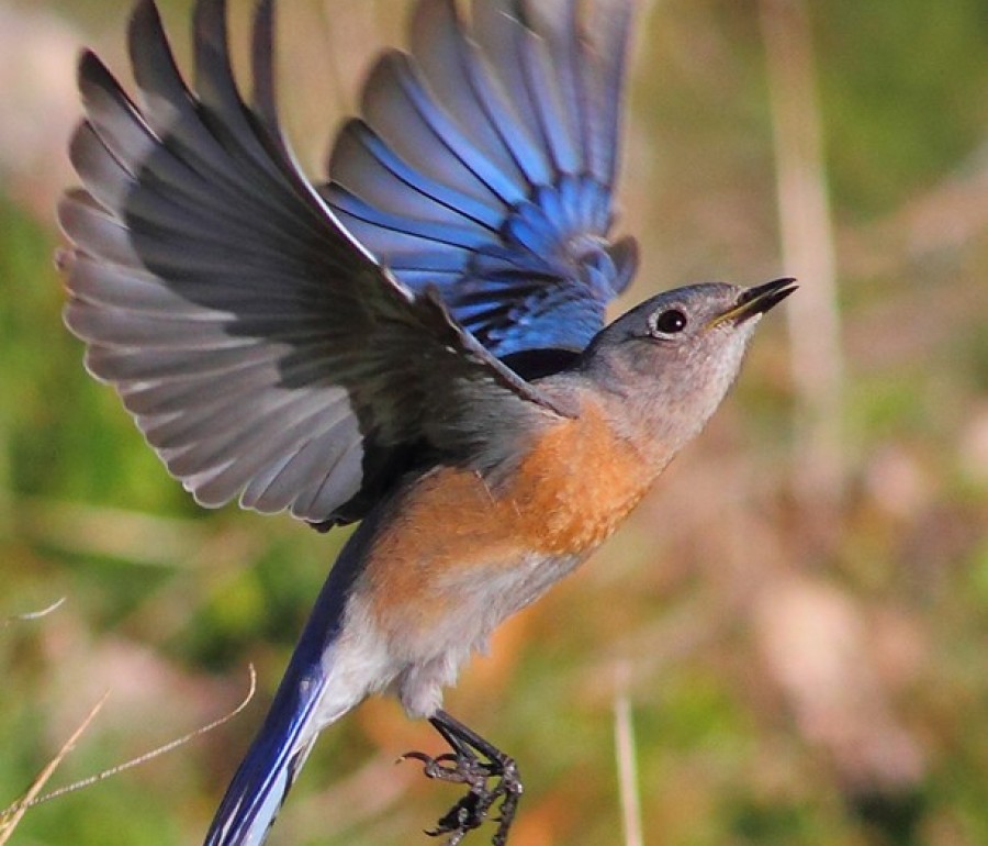 take action american bird conservancy take action american bird conservancy