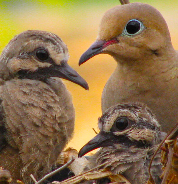 Mourning Doves by Andrew Atzert