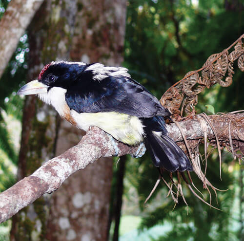 White-mantled Barbet. Photo: Fundacion ProAves