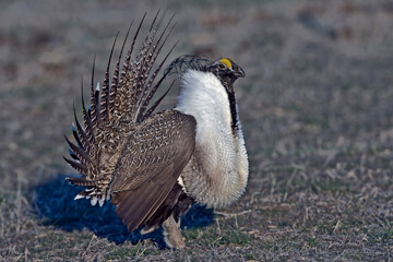 Greater Sage Grouse. Photo: © Alan Wilson