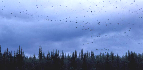Birds migrating. Photo: © FWS 