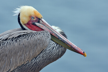 Brown Pelican. Photo: © Alan Wilson 