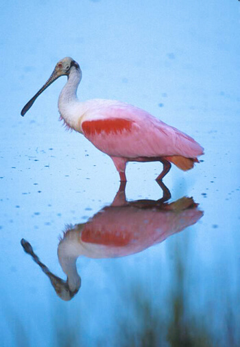 Wading Bird Nesting Population in South Florida Up Significantly ...