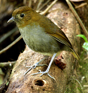 Fenwick's Antpitta