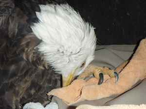 Lead poisoned eagle. Photo:Raptor Center University Minnesota