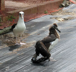 Drooping wings of a Laysan Albatross caused by lead poising due to peeling paint on old buildings in Midway.