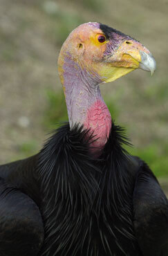 California Condor. Photo: USFWS