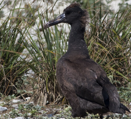 Short-tailed Albatross by USFWS