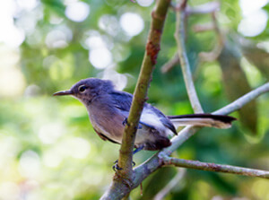 Iquitos Gnatcatcher. By: Jose Alvarez Alonso