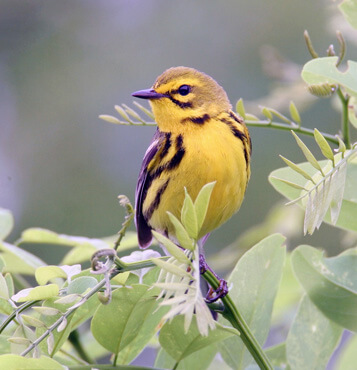 Prairie Warbler. Photo: Bill Hubick.