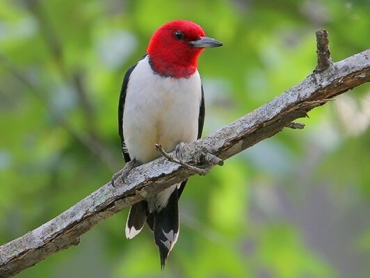 Red-headed Woodpecker. Photo: Greg Lavaty