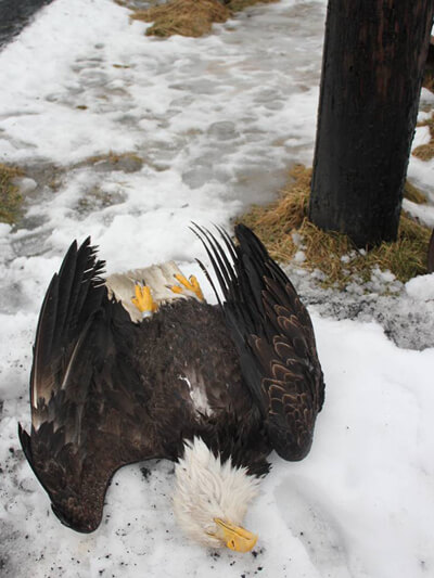 Bald Eagle death from a power line on Kodiak Island, Alaska. Photo: U.S. Fish and Wildlife Service (High resolution versions available upon request)