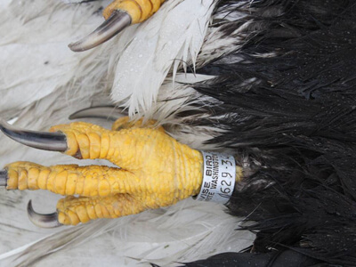 Bald Eagle death from a power line on Kodiak Island, Alaska. Photo: U.S. Fish and Wildlife Service (High resolution versions available upon request)