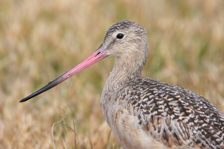 Marbled Godwit. By: Greg Lavaty