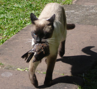 Siamese cat with a dead bird by stock.xchng