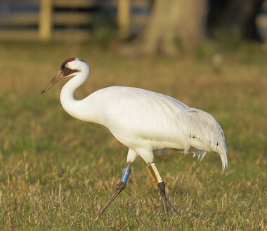 Whooping Crane. Photo: Tom Grey