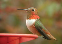 Allen's Hummingbird by Glen Tepke