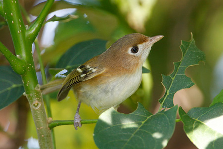 Cozumel Vireo by John McKean/www.whywelovebirds.com