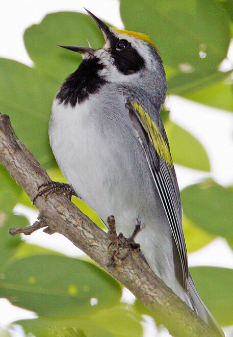 Golden-Winged Warbler by George Jett