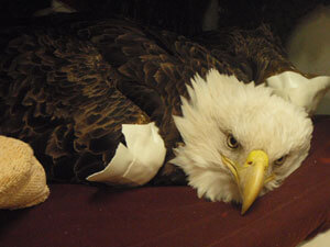 Lead Poisoned Eagle by University of Minnesota Raptor Center