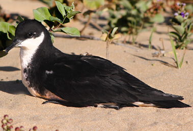 Newell's Shearwater by Jack Jeffery