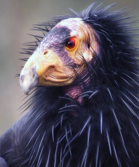 Six More California Condors Suffer Lead Poisoning From Ammo, Three Die ...