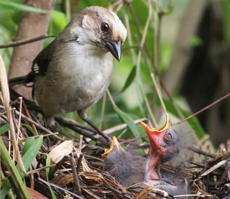 Pale-Headed Brush Finch by A. Sornoza