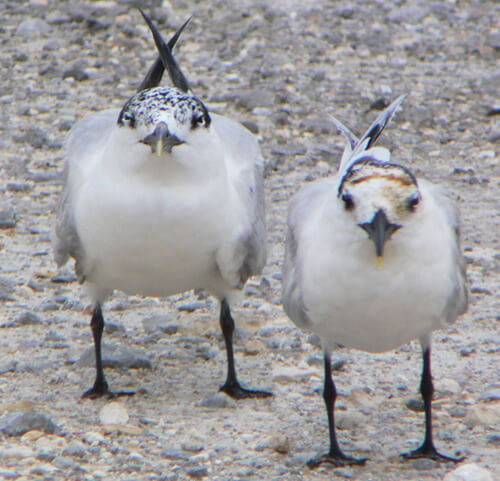 Sandwich Terns by Bob Johns