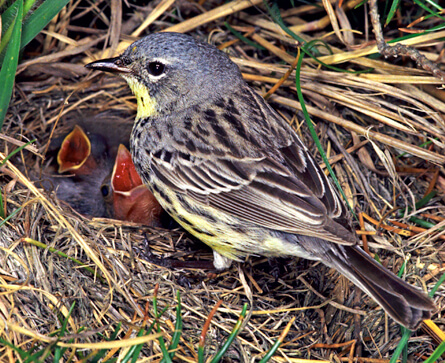 Kirtland's Warbler by Ron Austing
