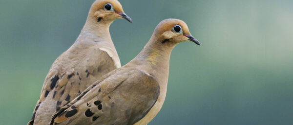 Mourning Doves by Gary Smyle