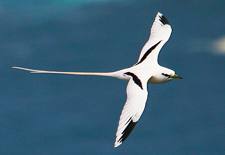 White-tailed Tropicbird by Michael Walther