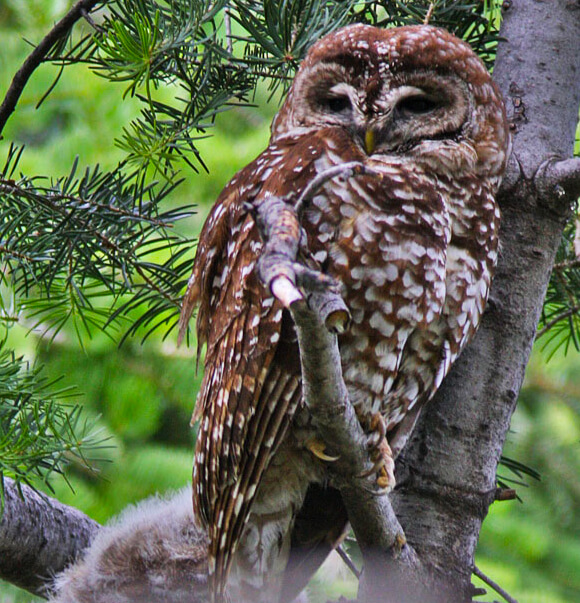 Spotted Owl by Glen Tepke