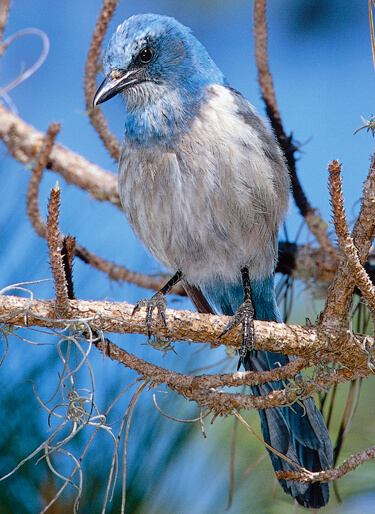 Florida Scrub-Jay by Peter LaTourrette