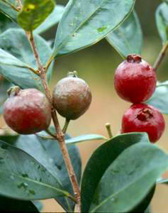 Strawberry Guava, USFS