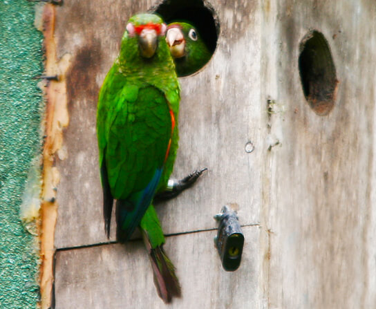 El Oro Parakeets by Benjamin Skolnik