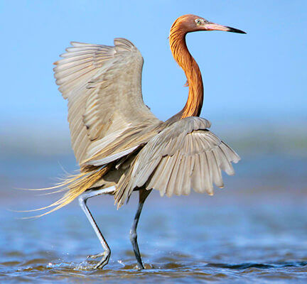 Reddish Egret by Greg Lavaty