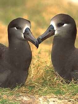 Black-footed Albatross Pair by Clipart.com