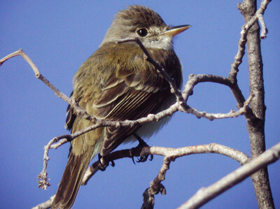 Southwester Willow Flycatcher by Dan Casey
