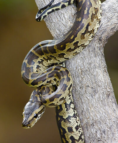 Southern African python by Hannes Steyn, Wikipedia