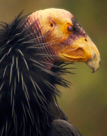 California Condor by Susan Haig