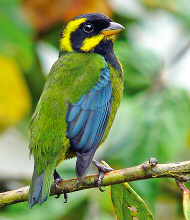 Golden-ringed Tanager by Peter Morris