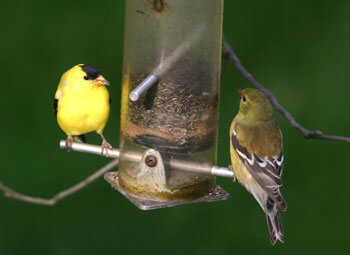 American Goldfinches at a Feeder by Gary Smyle