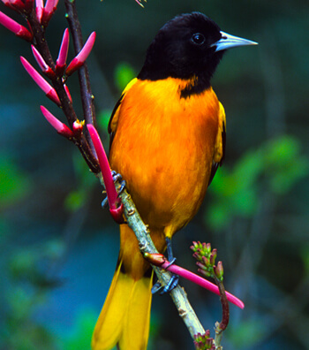 Baltimore Oriole by Ralph Wright