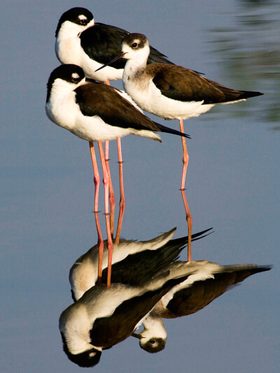 Black-necked Stilts by Owen Deutsch