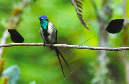 Marvelous Spatultail by Roger Ahlman