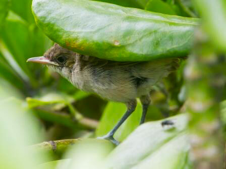 Millerbird by R. Kohley