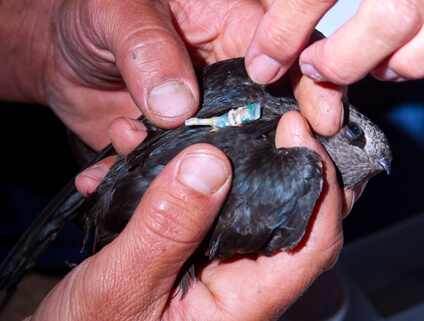 Removing geolocators on a Black Swift by Todd Patrick