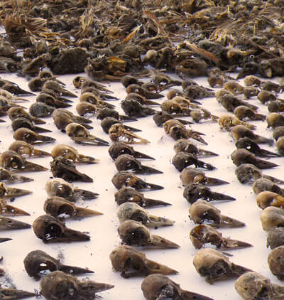 Table full of dead birds, Nevada Department of Wildlife